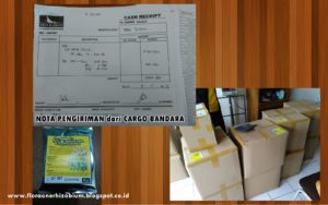 http://indonesiaorganik.id/wp-content/uploads/2017/01/juak-pupuk-rhizobium-pupuk-rhizobium-flora-one-rhizobium-produsen-rhizobium-300x188.jpg