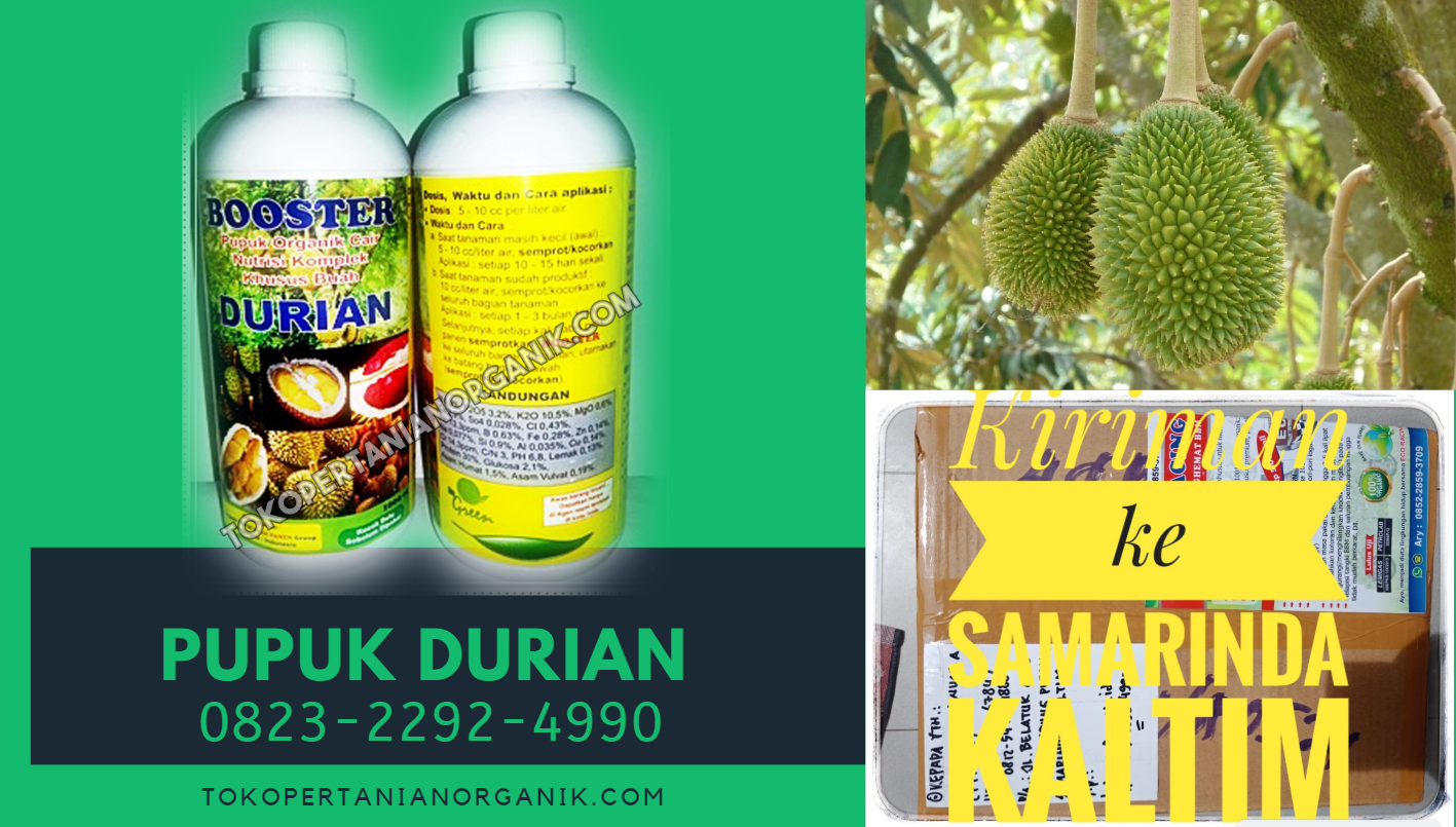 ✅TERPERCAYA_0823*2292*4990. GROSIR pupuk durian berbuah di luar musim tarakan, AGEN pupuk nongfeng durian tanjung selor, MURAH garam pupuk durian malinau kota
