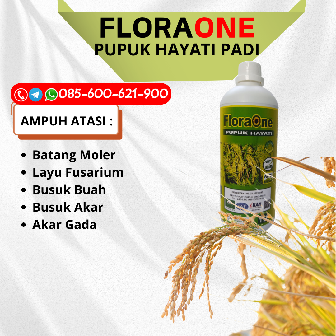 TERBATAS!!!085-600-621-907, JUAL bahan pupuk padi Grobogan, HARGA pupuk untuk benih padi Blora, AGEN pupuk padi cair Brebes