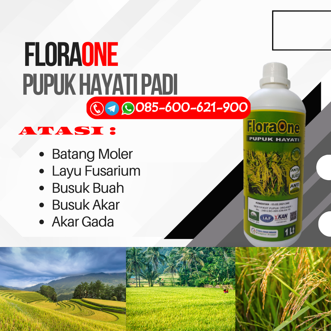 PROMO!!!085-600-621-902, SUPPLIER pupuk buat padi Demak, DISTRIBUTOR pupuk benih padi Karanganyar, TOKO pupuk booster padi Sukoharjo