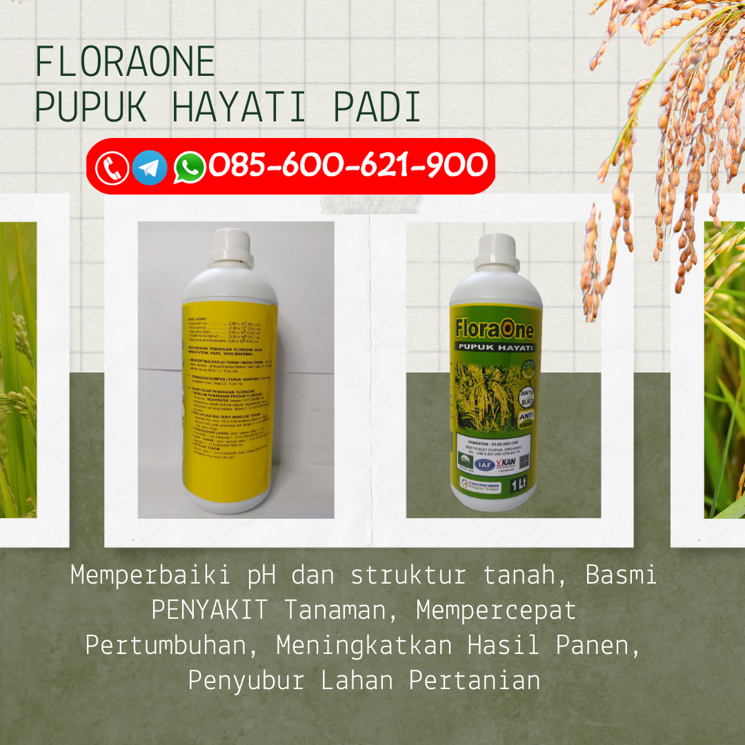 ASLI!!!085-600-621-903, DISTRIBUTOR pupuk benih padi Karanganyar, TOKO pupuk booster padi Sukoharjo, PUSAT berapa harga pupuk padi Klaten