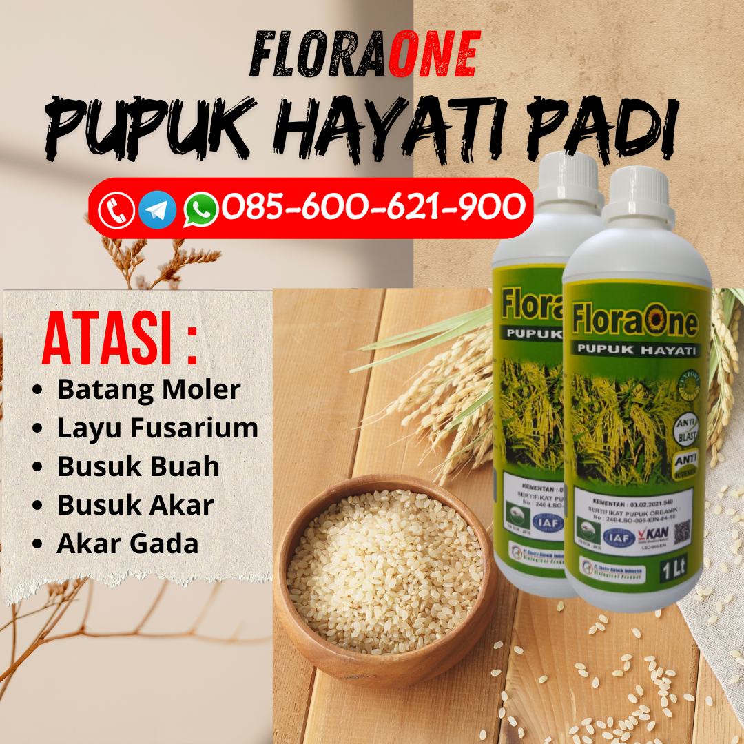 RECOMENDED!!!085-600-621-905, PUSAT berapa harga pupuk padi Klaten, GROSIR berapa kali pupuk padi Kudus, JUAL bahan pupuk padi Grobogan