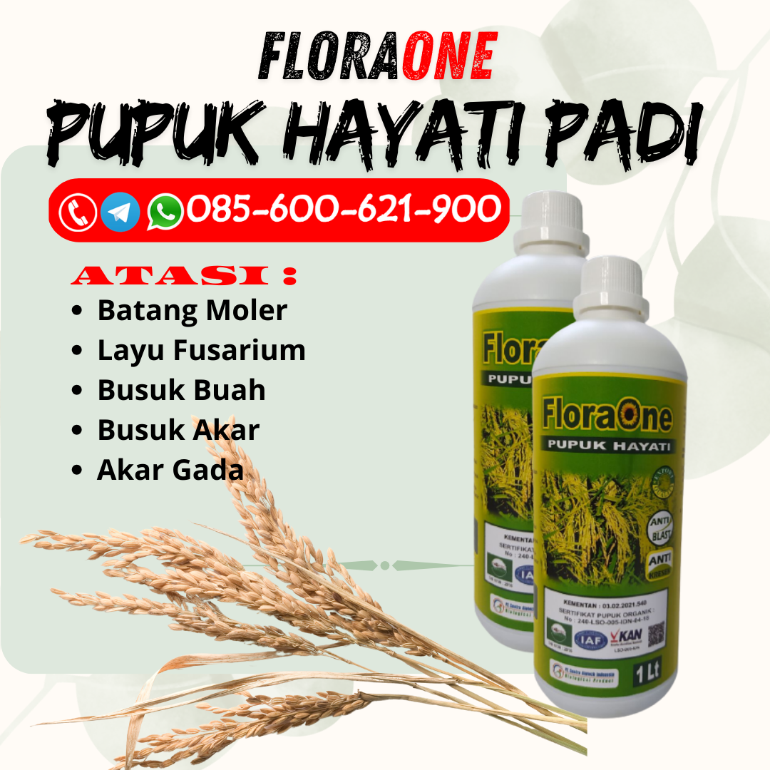 BERKUALITAS!!!085-600-621-908, HARGA pupuk untuk benih padi Blora, AGEN pupuk padi cair Brebes, PRODUSEN pupuk padi cepat panen Pati