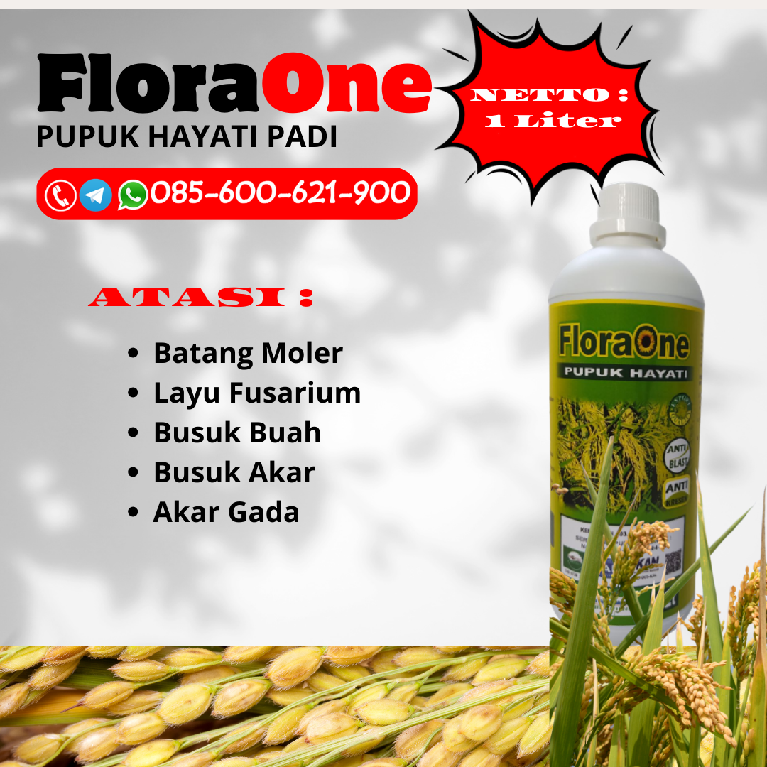 PROMO!!!085-600-621-900, PRODUSEN pupuk buah padi paling bagus Pati, PABRIK pupuk buah padi Sragen, SUPPLIER pupuk buat padi Demak