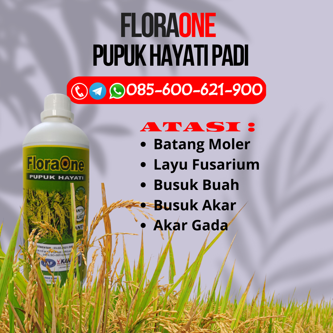 AMPUH!!!085-600-621-911, PABRIK pupuk cair padi bunting Sragen, SUPPLIER pupuk cair padi terbaik Demak, DISTRIBUTOR pupuk cair padi yang bagus Karanganyar