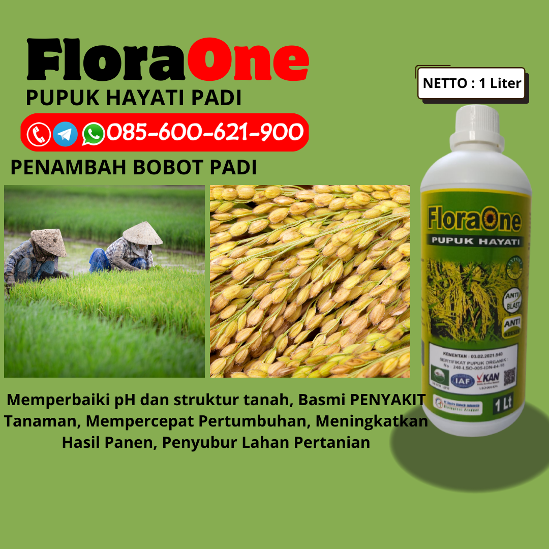 ASLI!!!085-600-621-900, AGEN cara pupuk padi Brebes, PRODUSEN dosis pupuk padi musim hujan Pati, PABRIK pupuk padi agar anakan banyak Sragen