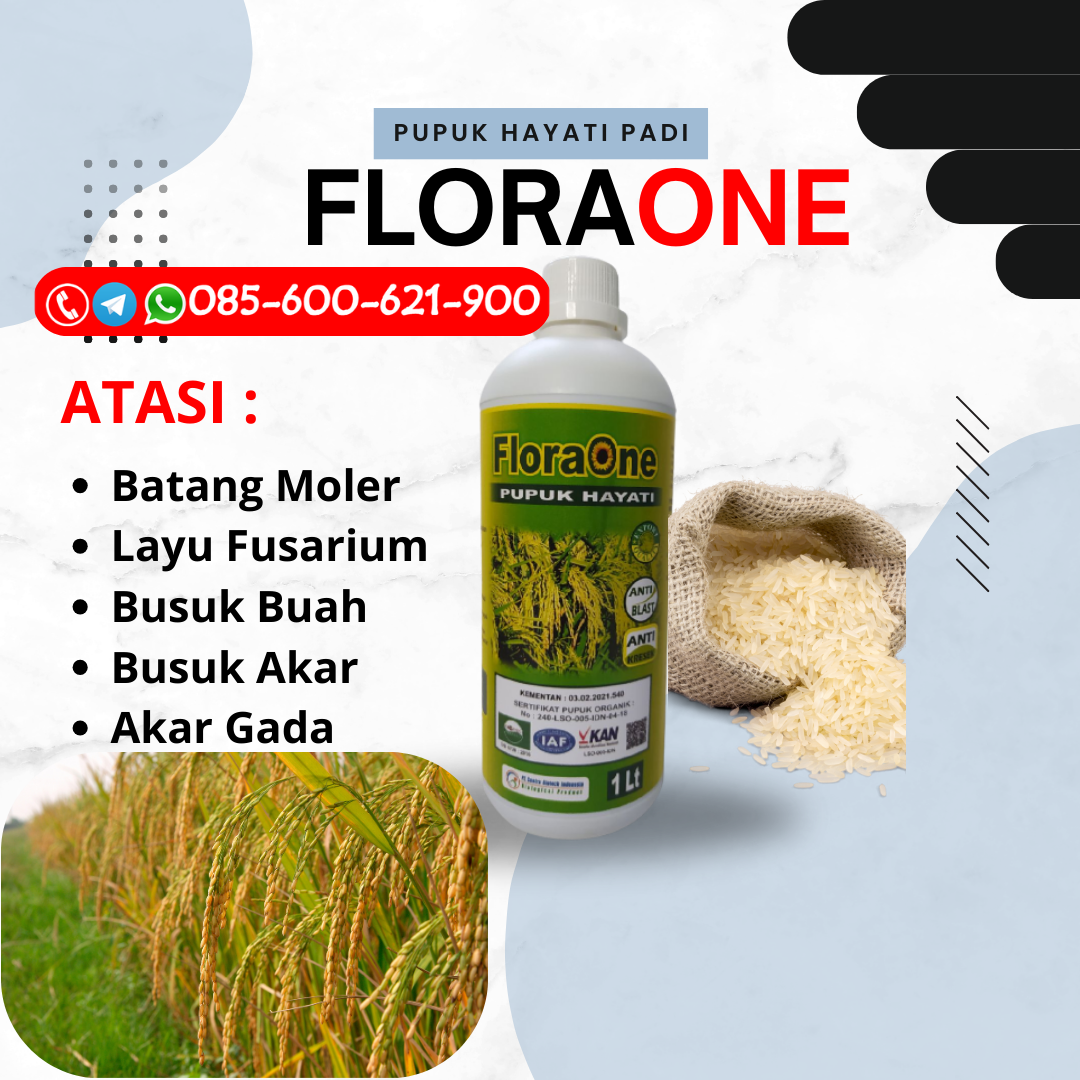 TERLARIS!!!085-600-621-900, DISTRIBUTOR aplikasi pupuk padi yang benar Karanganyar, TOKO pupuk untuk memperbanyak anakan padi Sukoharjo, PUSAT pupuk memperbanyak anakan padi Klaten