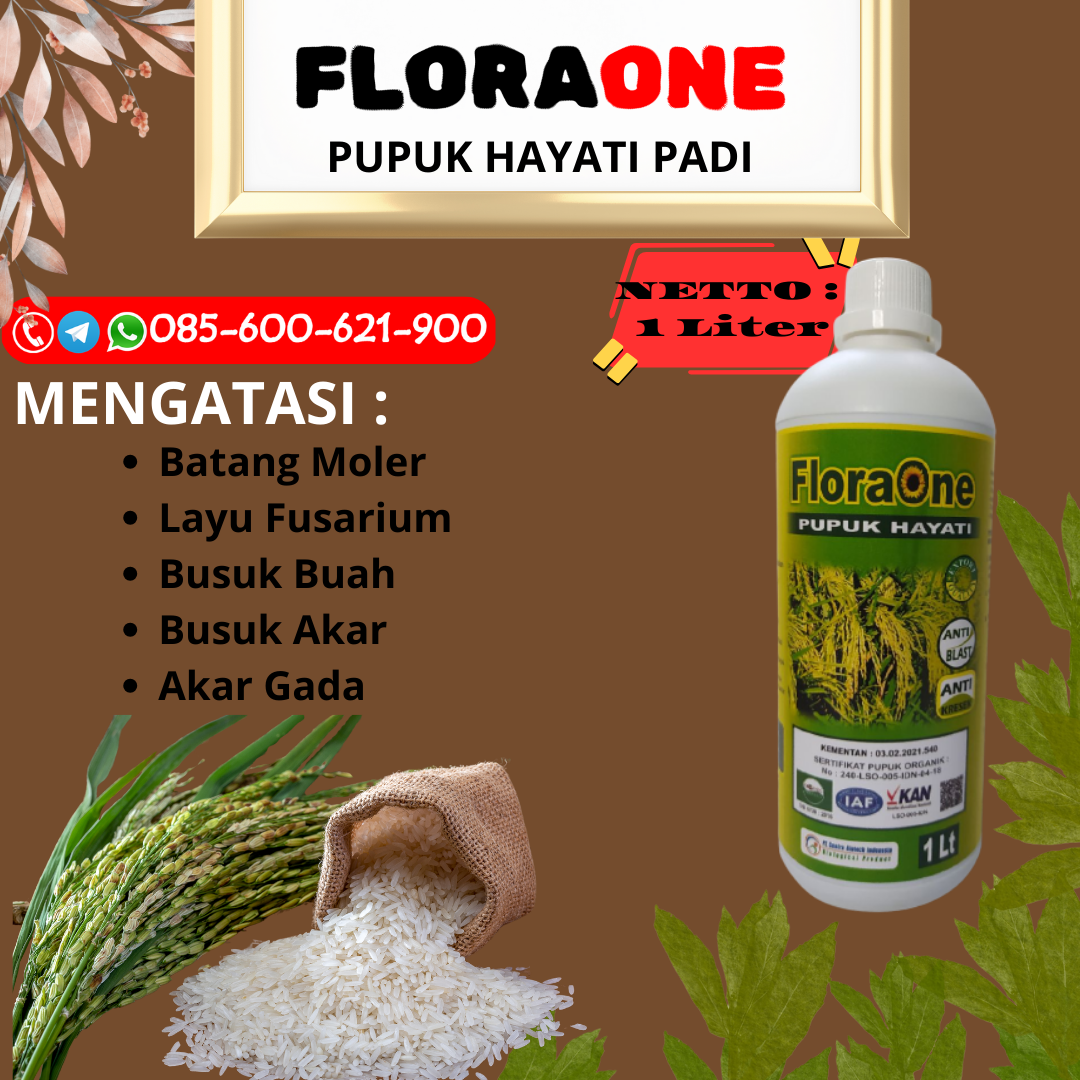 BEST SELLER!!!085-600-621-900, GROSIR pupuk untuk anakan padi Kudus, JUAL pupuk padi biar banyak anak Grobogan, HARGA pupuk padi berapa kali Blora