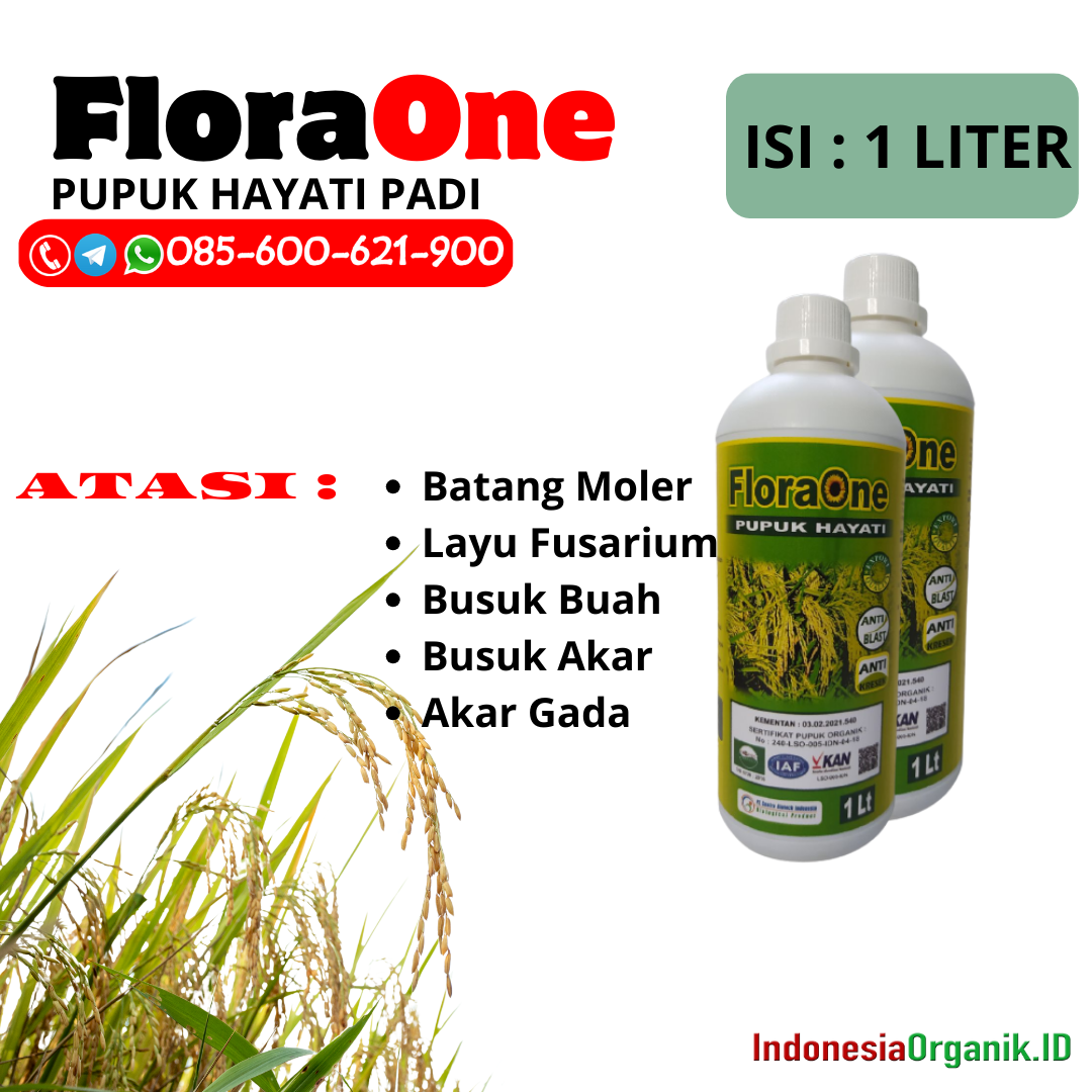 ALAMI!!!085-600-621-900, JUAL pupuk padi biar banyak anak Grobogan, HARGA pupuk padi berapa kali Blora, AGEN pupuk padi baru tanam Brebes