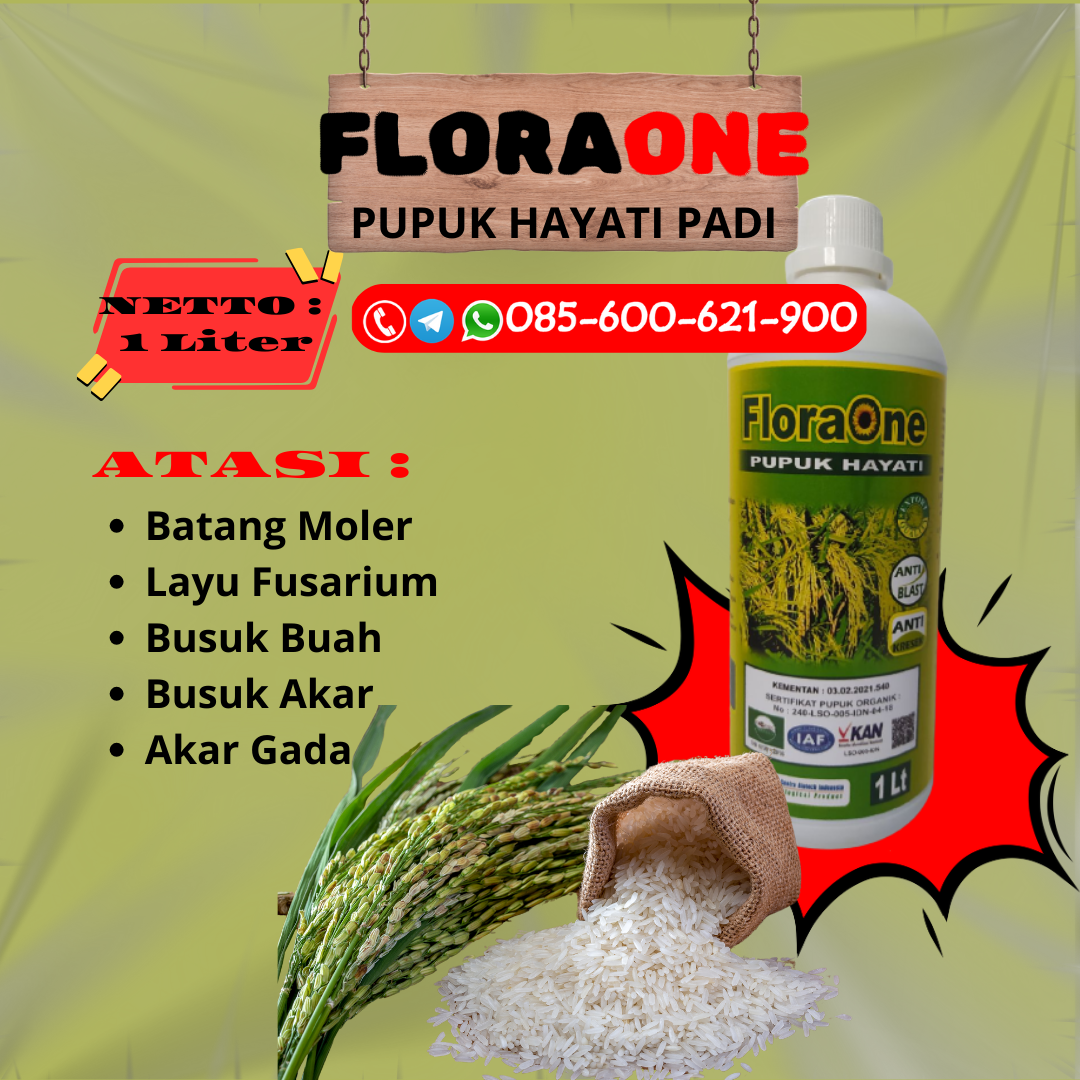 BEST SELLER!!!085-600-621-900, PUSAT pupuk padi alami Klaten, GROSIR pupuk padi anti rebah Kudus, JUAL pupuk padi agar hasil melimpah Grobogan