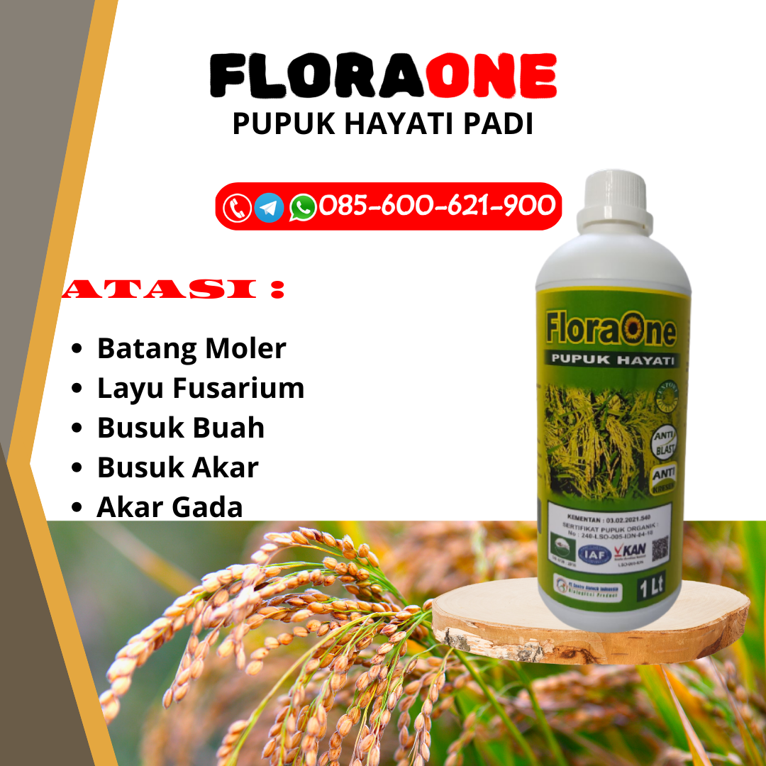 RECOMENDED!!!085-600-621-900, SUPPLIER apa saja pupuk padi Demak, DISTRIBUTOR aplikasi pupuk padi yang benar Karanganyar, TOKO pupuk untuk memperbanyak anakan padi Sukoharjo