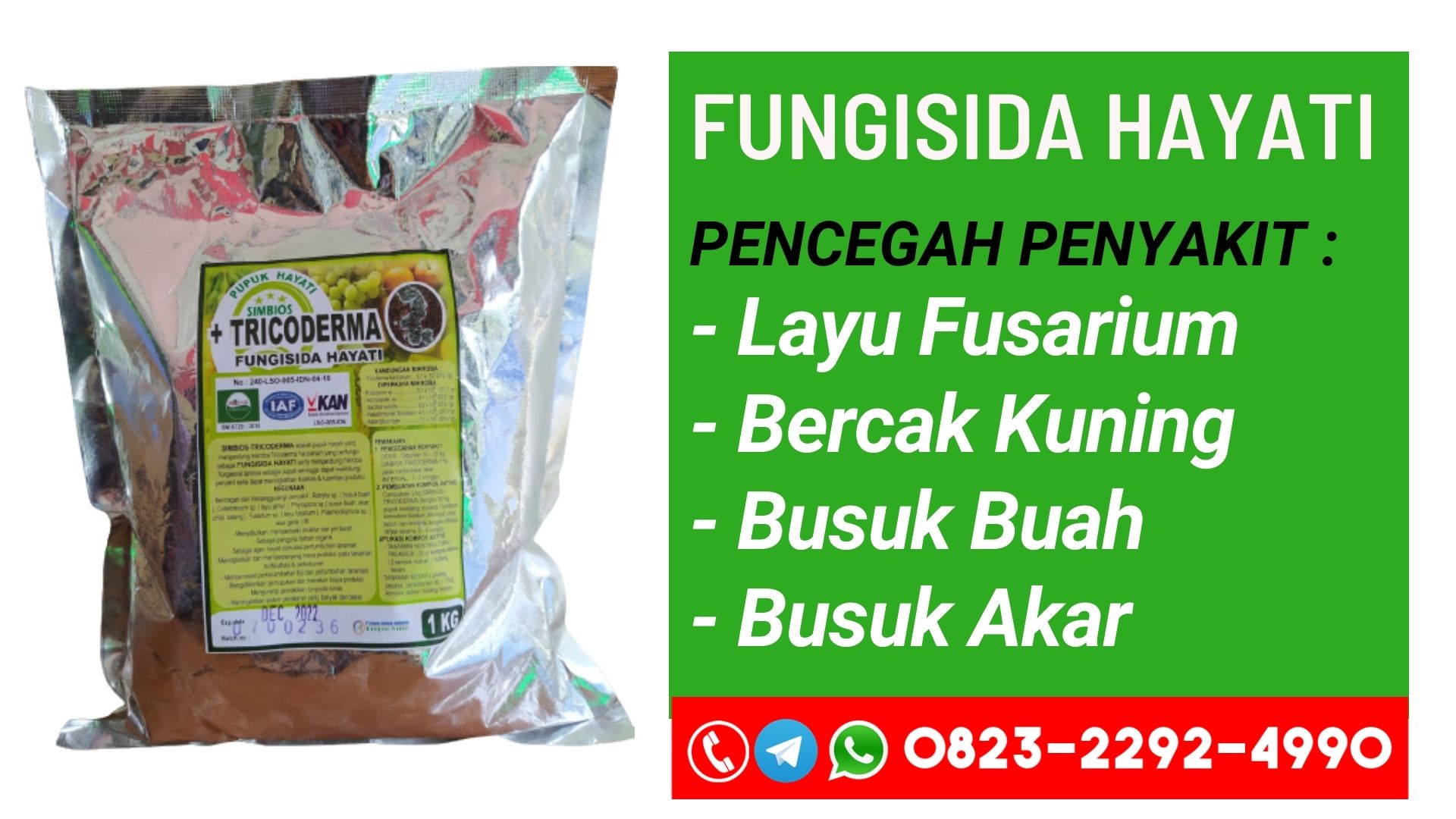 PUSAT Pupuk pengobatan layu fusarium Sanggau, JUAL Pupuk pengertian layu fusarium Tebedu, Pupuk layu fusarium cabai Entikong, Pupuk layu fusarium cabai pdf Serikin, Pupuk gejala layu fusarium cabai, Pupuk layu fusarium pada cabai pdf, Pupuk layu fusarium pada cabai pdf, Pupuk penyakit layu fusarium cabai, Pupuk mengatasi layu fusarium cabe, Pupuk obat layu fusarium cabai, Pupuk layu fusarium tanaman cabe rawit