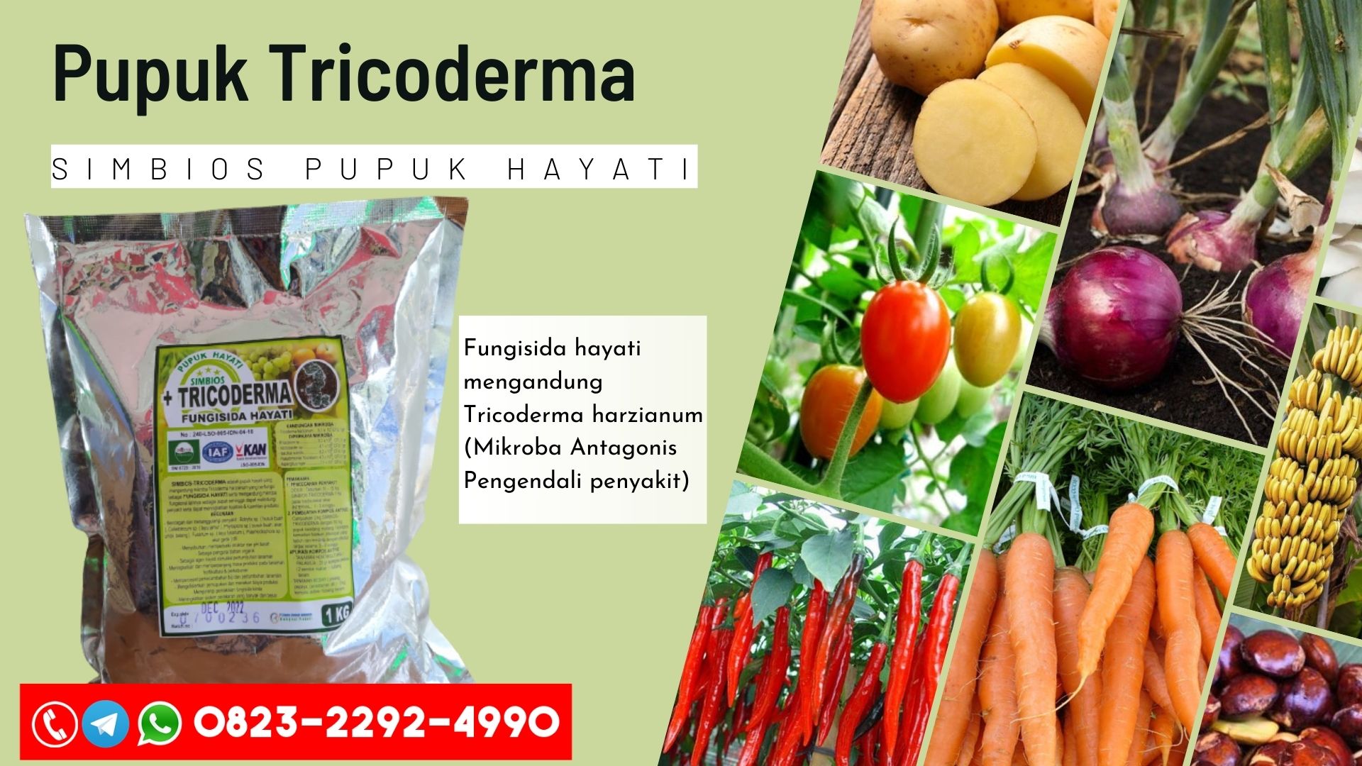 SUPPLIER Pupuk penyakit layu fusarium adalah Siburan, PUSAT Pupuk obat layu fusarium arashi Kota Padawan, Pupuk anti layu fusarium Badau, Pupuk layu fusarium bawang Lubok Antu, Pupuk layu fusarium bawang putih, Pupuk layu fusarium pada bawang merah, Pupuk layu fusarium pada bawang merah, Pupuk fungisida layu fusarium bawang merah, Pupuk pengendalian layu fusarium pada bawang merah, Pupuk jurnal layu fusarium pada bawang merah, Pupuk gambar layu fusarium