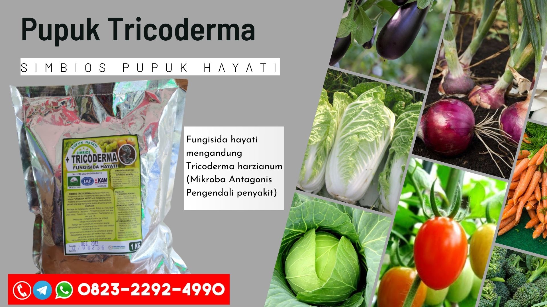 TOKO Pupuk layu fusarium alami Balai Karangan, SUPPLIER Pupuk penyakit layu fusarium adalah Siburan, Pupuk obat layu fusarium arashi Kota Padawan, Pupuk anti layu fusarium Badau, Pupuk layu fusarium bawang, Pupuk layu fusarium bawang putih, Pupuk layu fusarium bawang putih, Pupuk layu fusarium pada bawang merah, Pupuk fungisida layu fusarium bawang merah, Pupuk pengendalian layu fusarium pada bawang merah, Pupuk jurnal layu fusarium pada bawang merah