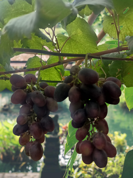 Pupuk Hayati Rhizobium untuk Tanaman Anggur: Rahasia Tingkatkan Hasil Panen dengan Cepat