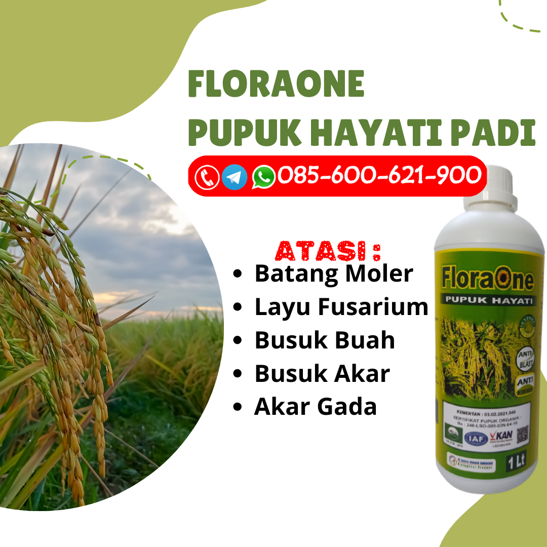 TERBUKTI!!!085-600-621-917, JUAL cara pupuk padi hasil melimpah Grobogan, HARGA cara memberi pupuk padi yang benar Blora, AGEN pupuk padi dari awal sampai akhir Brebes