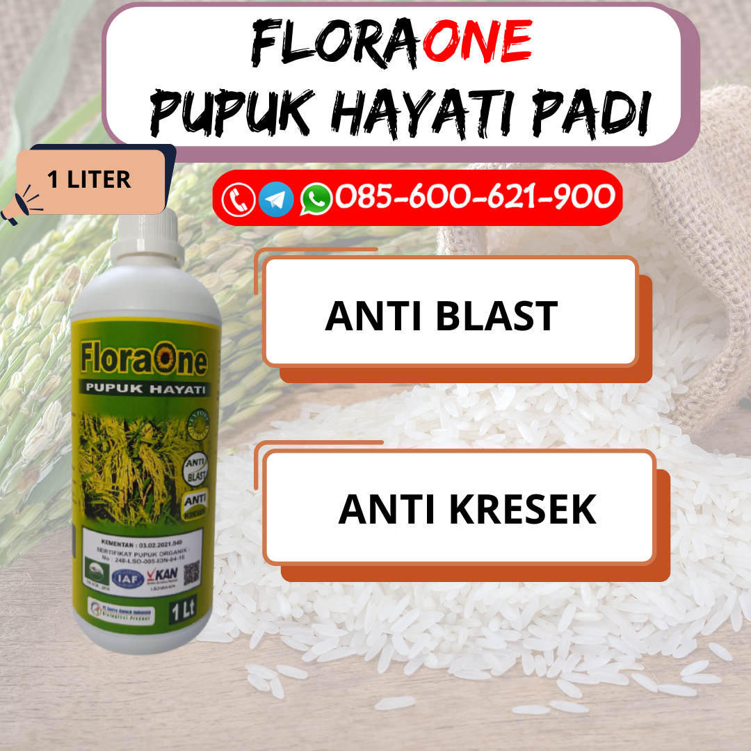 TERBATAS!!!085-600-621-920, PRODUSEN pupuk daun padi yang bagus Pati, PABRIK pupuk daun padi masa generatif Sragen, SUPPLIER pupuk hayati padi Demak