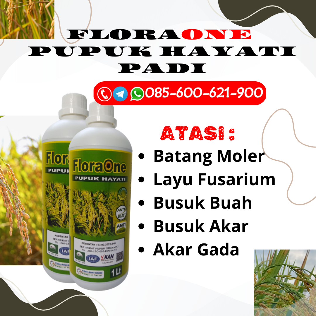 BEST SELLER!!!085-600-621-922, SUPPLIER pupuk hayati padi Demak, DISTRIBUTOR pupuk hama padi Karanganyar, TOKO pupuk padi musim hujan Sukoharjo