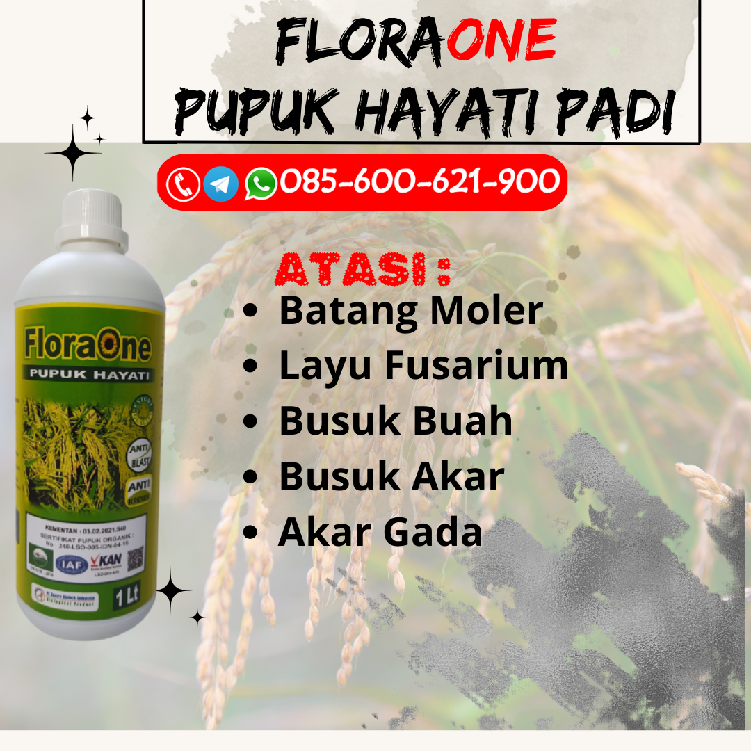 DISKON!!!085-600-621-927, JUAL jenis pupuk padi dan fungsinya Grobogan, HARGA jenis pupuk padi sawah Blora, AGEN jenis pupuk padi yang bagus Brebes