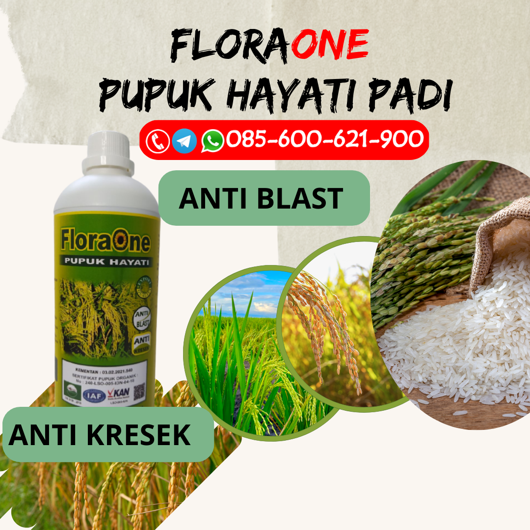 PROMO!!!085-600-621-928, HARGA jenis pupuk padi sawah Blora, AGEN jenis pupuk padi yang bagus Brebes, PRODUSEN jenis pupuk untuk padi Pati