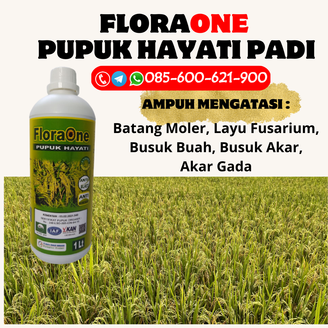 ASLI!!!085-600-621-929, AGEN jenis pupuk padi yang bagus Brebes, PRODUSEN jenis pupuk untuk padi Pati, PABRIK pupuk padi supaya berbuah lebat Sragen