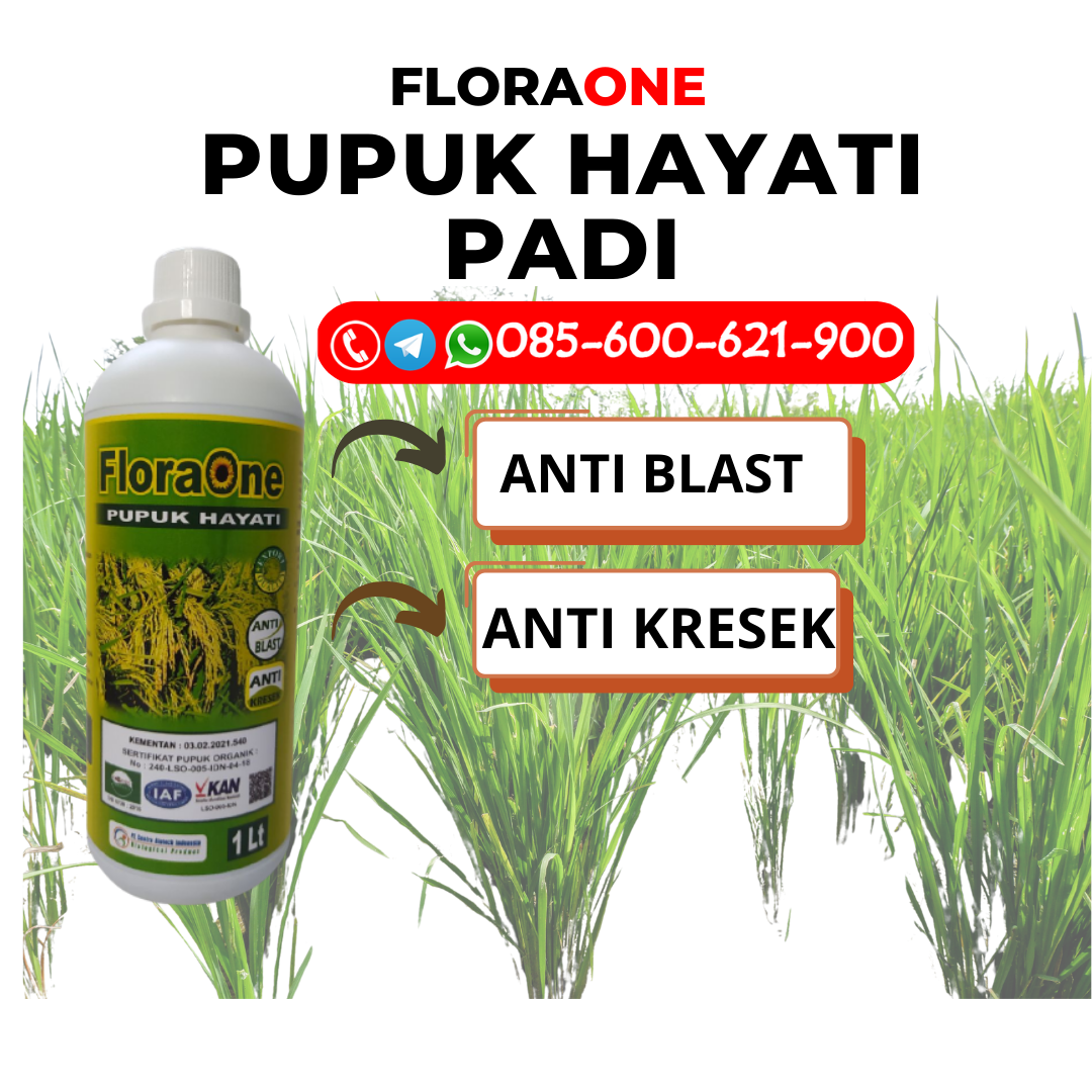 RECOMENDED!!!085-600-621-931, PABRIK pupuk padi supaya berbuah lebat Sragen, SUPPLIER pupuk padi musim kemarau Demak, DISTRIBUTOR pupuk padi masa bunting Karanganyar