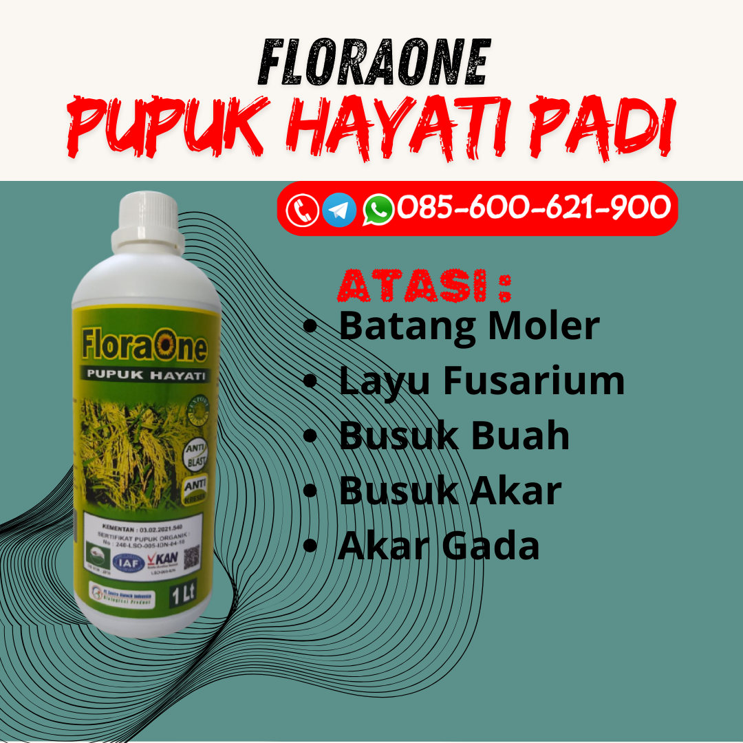 AMPUH!!!085-600-621-937, JUAL pupuk organik padi yang bagus Grobogan, HARGA pupuk organik padi sawah Blora, AGEN rekomendasi pupuk padi Brebes