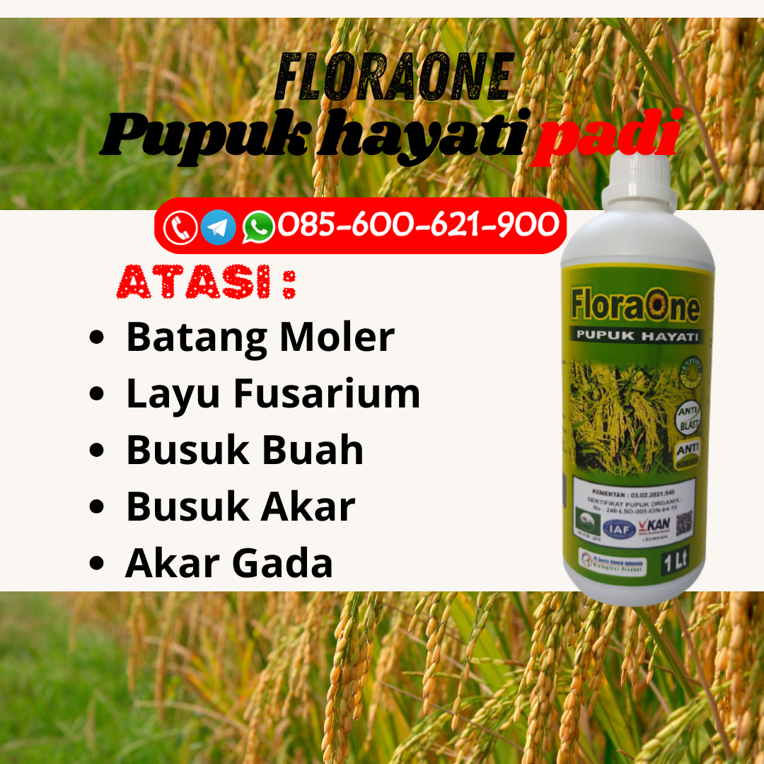 DISKON!!!085-600-621-940, PRODUSEN pupuk agar padi tidak roboh Pati, PABRIK rekomendasi pupuk untuk padi Sragen, SUPPLIER rekomendasi pupuk cair untuk padi Demak