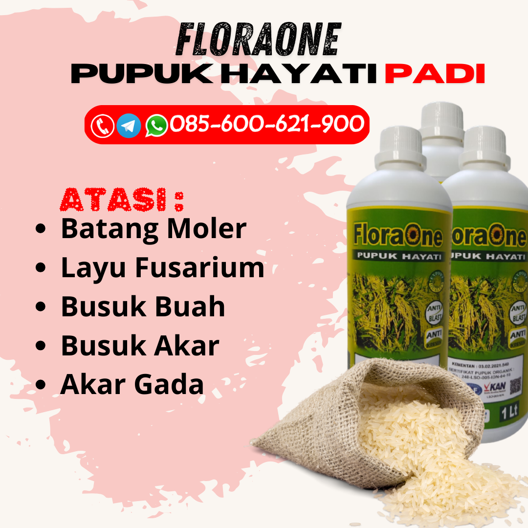 PROMO!!!085-600-621-941, PABRIK rekomendasi pupuk untuk padi Sragen, SUPPLIER rekomendasi pupuk cair untuk padi Demak, DISTRIBUTOR pupuk untuk padi sawah Karanganyar