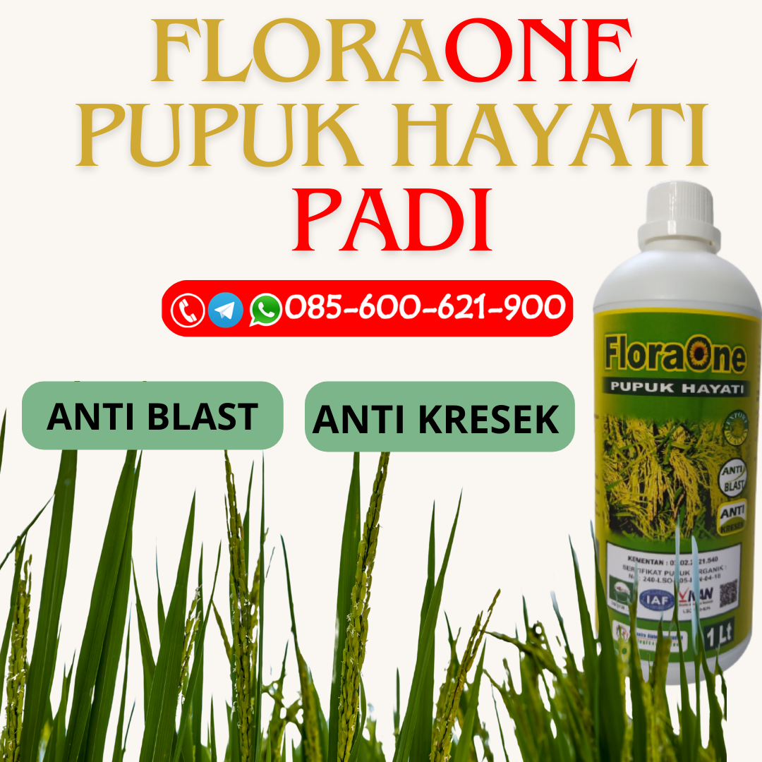 ASLI!!!085-600-621-942, SUPPLIER rekomendasi pupuk cair untuk padi Demak, DISTRIBUTOR pupuk untuk padi sawah Karanganyar, TOKO pupuk padi terbaik Sukoharjo