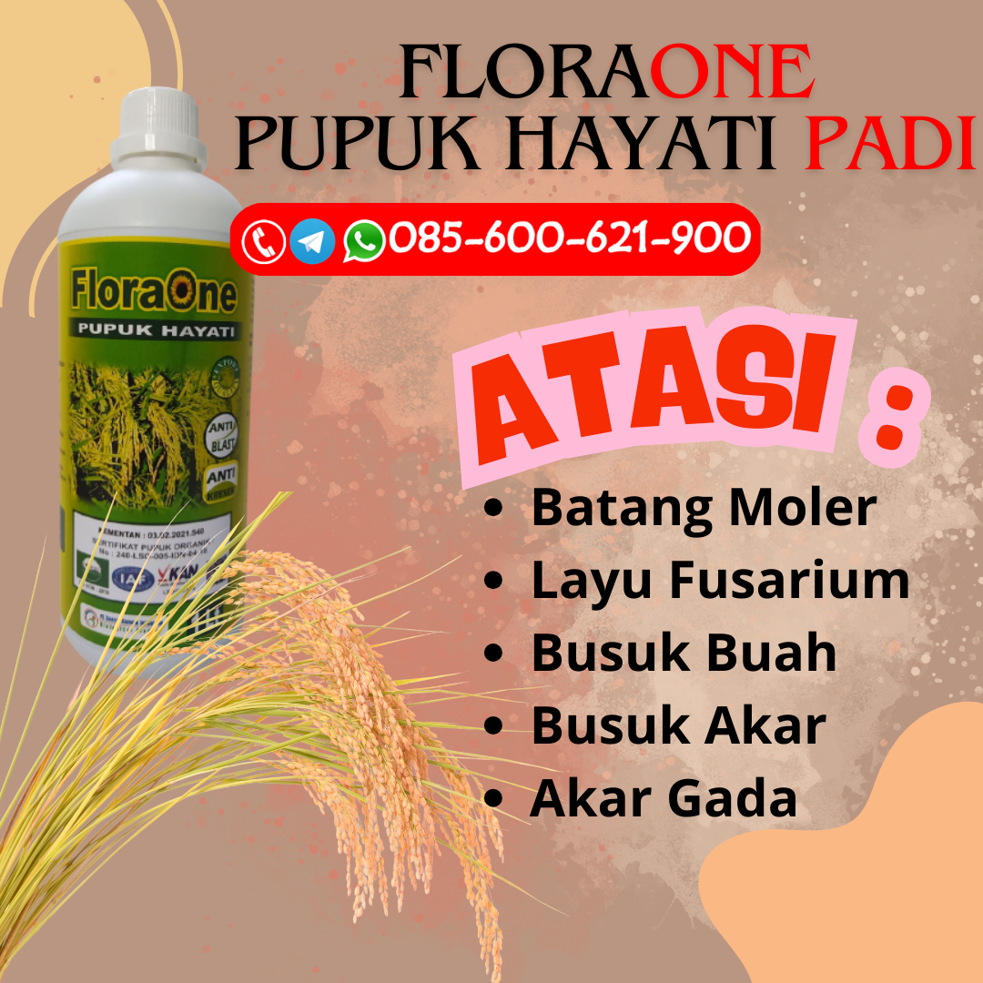 TERBUKTI!!!085-600-621-943, DISTRIBUTOR pupuk untuk padi sawah Karanganyar, TOKO pupuk padi terbaik Sukoharjo, PUSAT pupuk tanaman padi Klaten