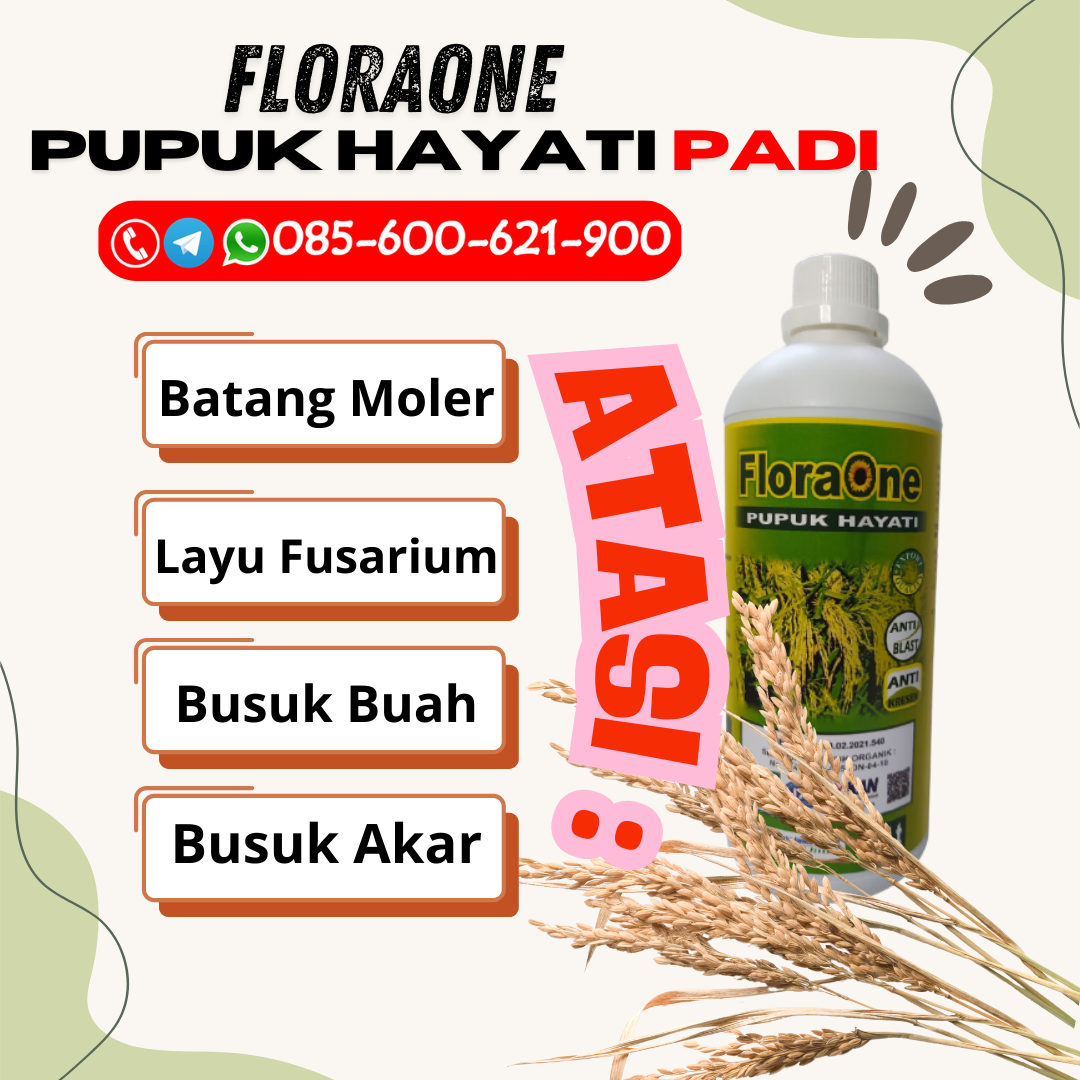 TERLARIS!!!085-600-621-945, PUSAT pupuk tanaman padi Klaten, GROSIR pupuk terbaik untuk padi bunting Kudus, PABRIK pupuk buah padi Sragen