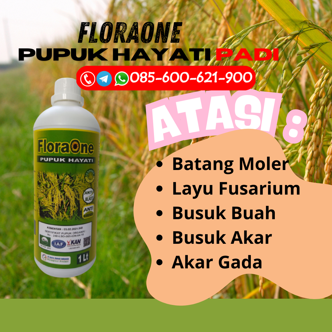 TERBATAS!!!085-600-621-946, GROSIR pupuk terbaik untuk padi bunting Kudus, PABRIK pupuk buah padi Sragen, SUPPLIER pupuk buat padi Demak