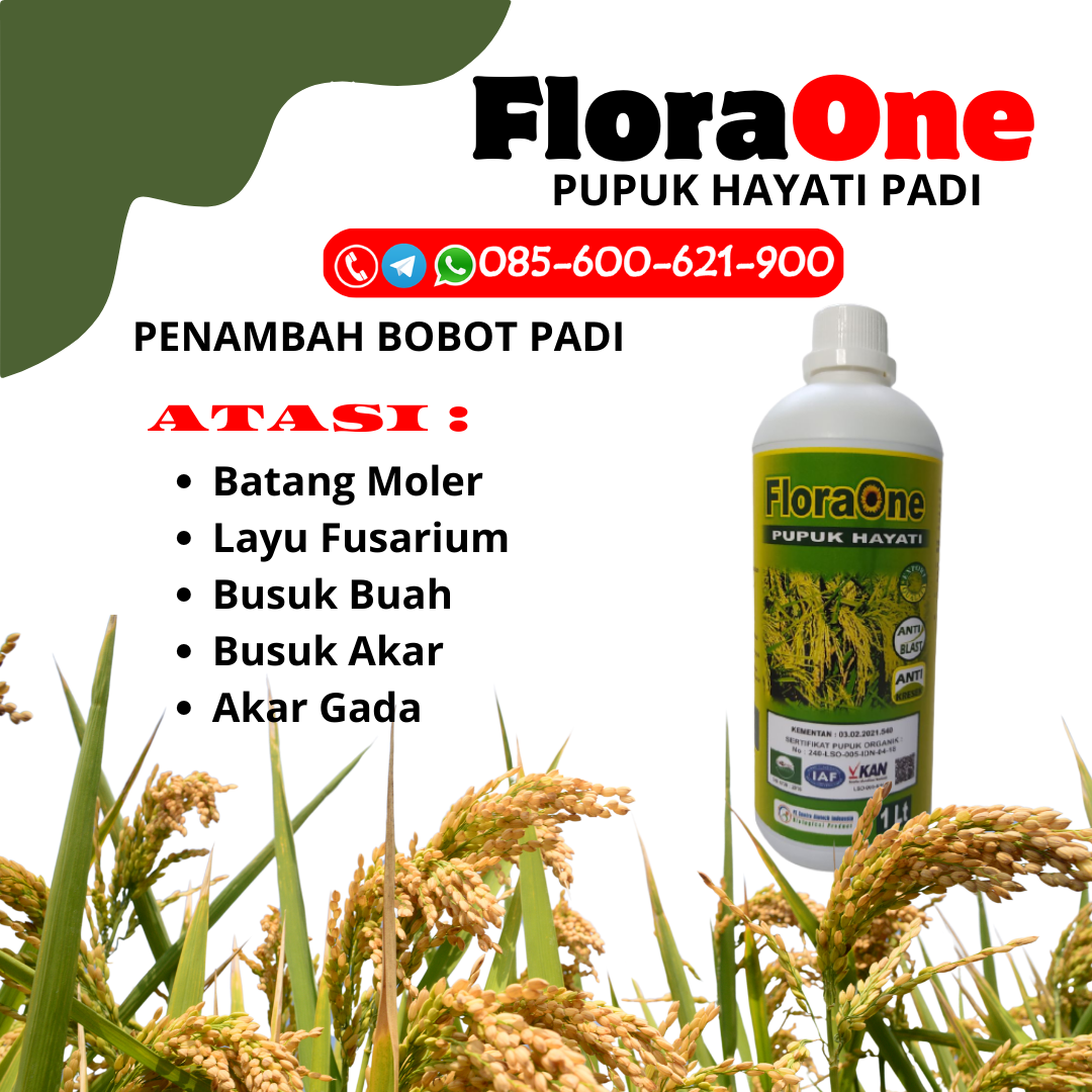 DISKON!!!085-600-621-900, JUAL pupuk padi Grobogan, HARGA harga pupuk padi Blora, AGEN cara pupuk padi Brebes