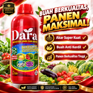 Pupuk Booster Buah Dan Umbi Dara Pembesar , Memperbanyak Buah Dan Umbi Kemasan 1 Liter