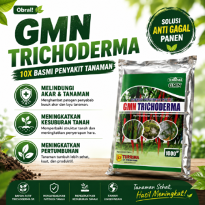 Pupuk Tricoderma untuk mengatasi busuk akar dan buah