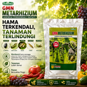 Agensia Pengendali hayati Metarizium Pembasmi Serangga Paling Aman