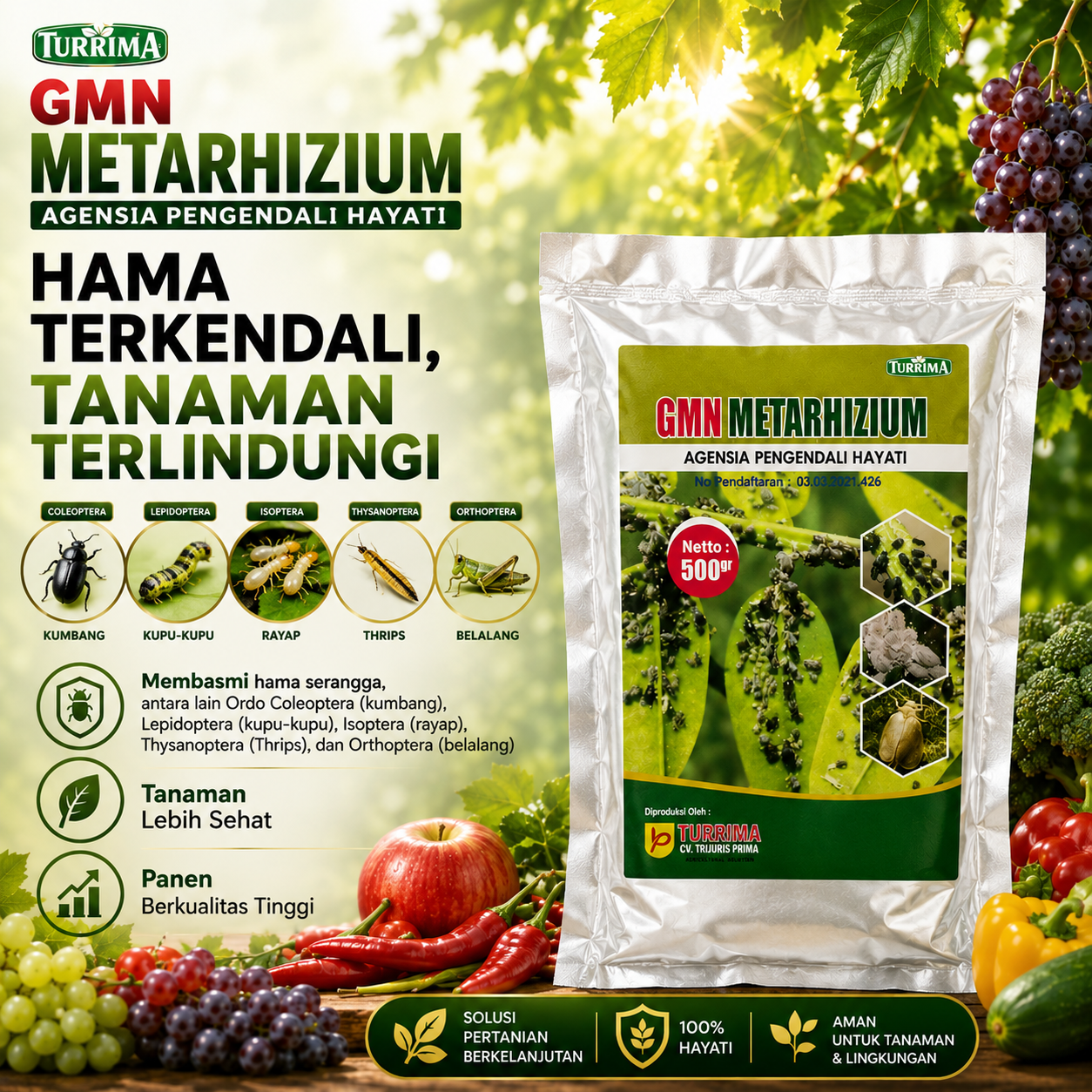 Agensia Pengendali hayati Metarizium Pembasmi Serangga Paling Aman