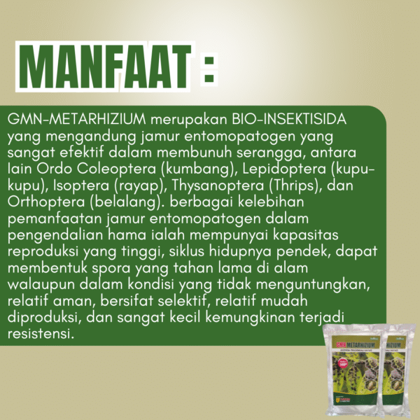 Agensia Pengendali hayati Metarizium Pembasmi Serangga Paling Aman - Gambar 2
