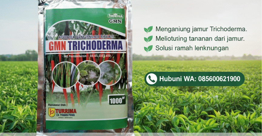 PROMO.085-600-621-900, Pusat tricoderma untuk sawit Karangasem, Jual tricoderma untuk hidroponik Klungkung,