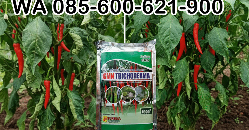 TERBAIK.085-600-621-900, Agen obat busuk buah Probolinggo, Jual obat busuk akar cabai Banyuwangi,