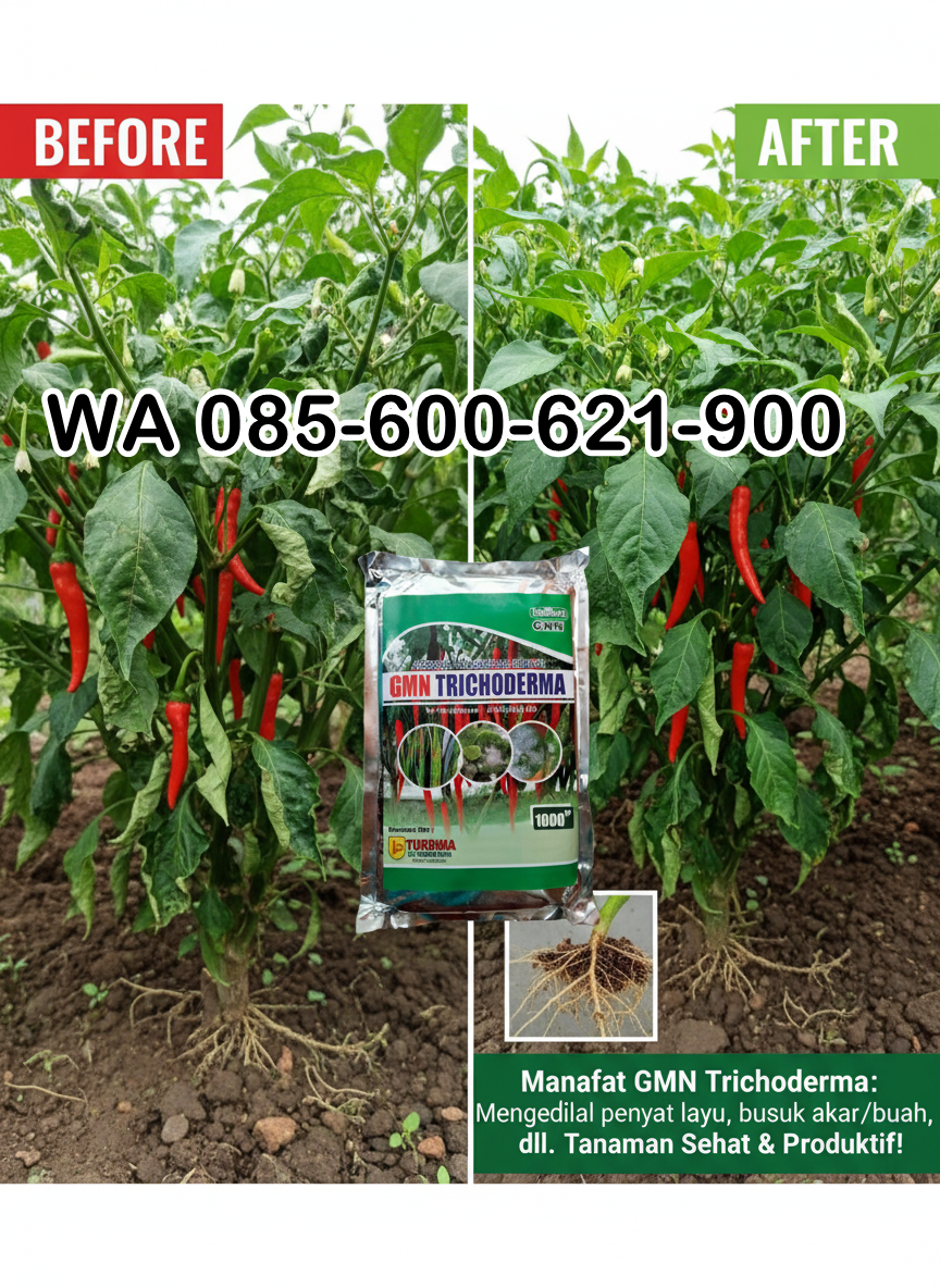 TERBAIK.085-600-621-900, Agen obat busuk buah Probolinggo, Jual obat busuk akar cabai Banyuwangi,