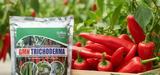 ONLINE.085-600-621-900, Agen trichoderma untuk anggur, Jual trichoderma untuk layu fusarium, Harga trichoderma untuk cabe,