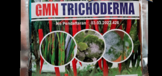 TERBAIK.085-600-621-900, Distributor trichoderma untuk antraknosa, Agen trichoderma untuk anggur, Jual trichoderma untuk layu fusarium