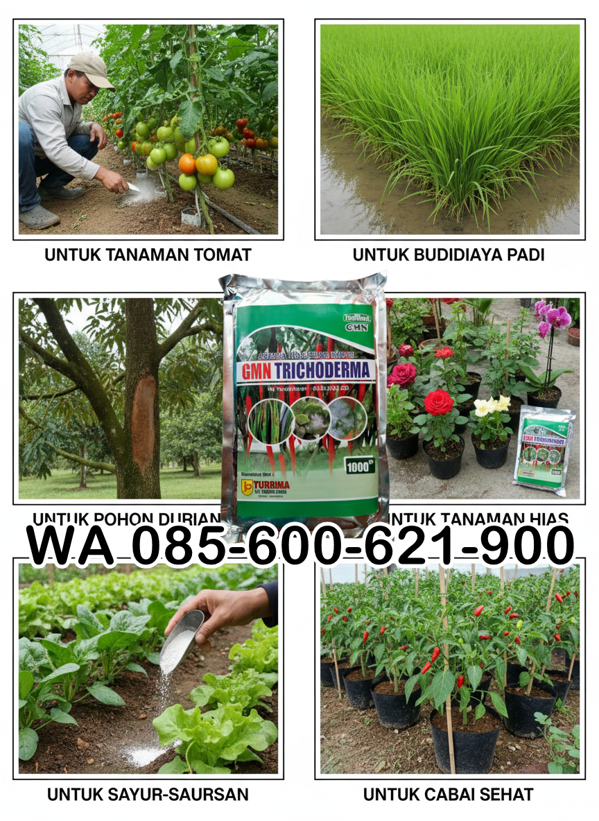 085-600-621-900, Distributor trichoderma untuk bawang merah, Agen trichoderma untuk padi, Pabrik trichoderma untuk sawit,