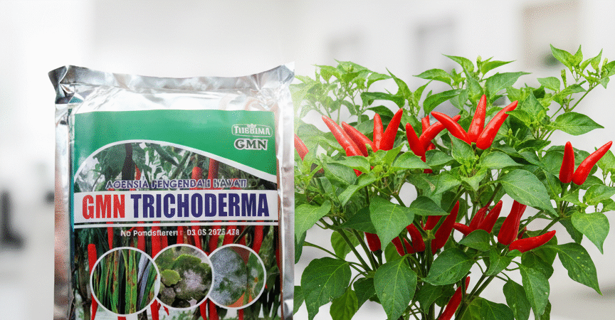 TERBATAS.085-600-621-900, Harga obat busuk batang jagung palig ampuh Trenggalek, Distributor obat busuk batang