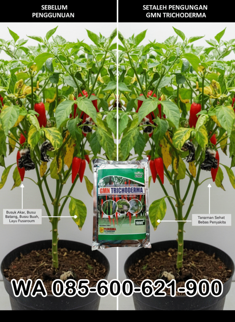 TERBATAS.085-600-621-900, Harga trichoderma untuk cabe, Distributor trichoderma untuk bawang merah, Agen trichoderma untuk padi