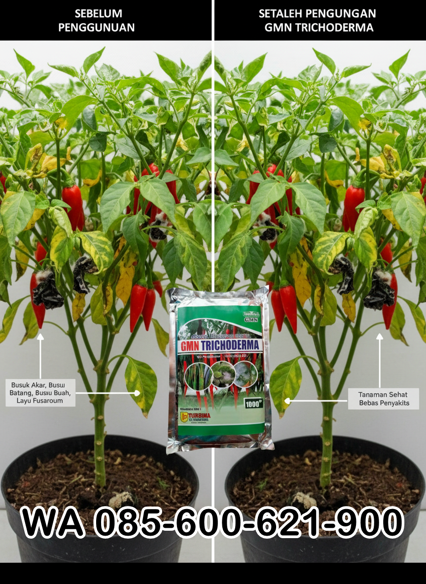 TERBATAS.085-600-621-900, Harga trichoderma untuk cabe, Distributor trichoderma untuk bawang merah, Agen trichoderma untuk padi