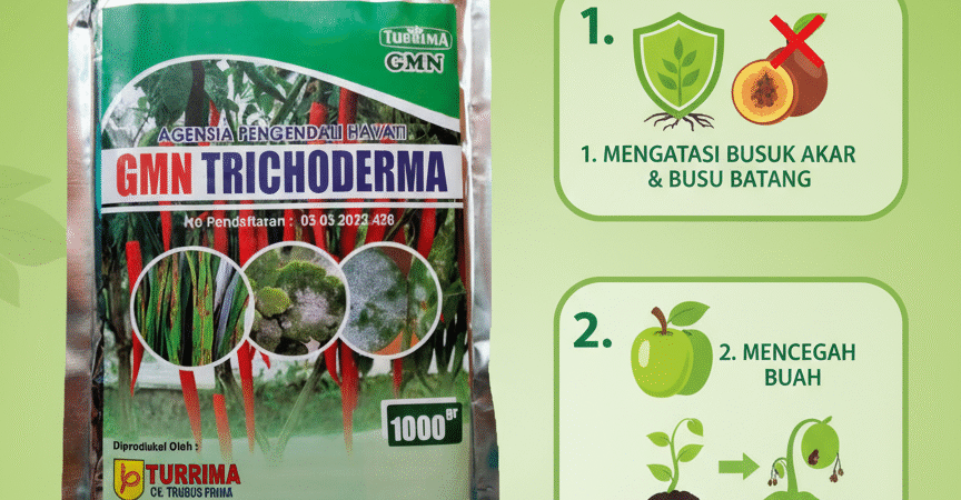 TERBUKTI.085-600-621-900, Harga trichoderma untuk cabe Lampung selatan, Distributor trichoderma untuk bawang merah Lampung timur,