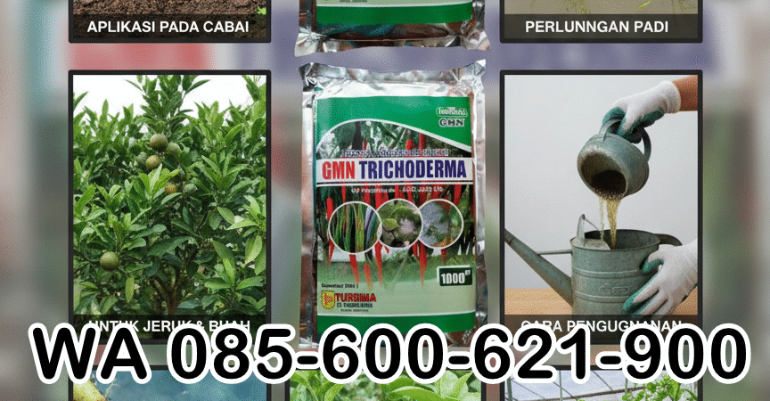 SUBUR.085-600-621-900, Jual trichoderma untuk pepaya, Harga trichoderma untuk kompos, Distributor trichoderma untuk antraknosa